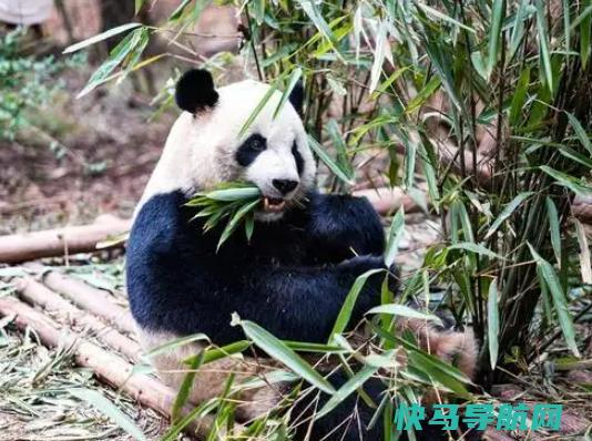 世界上最长寿的大熊猫，大熊猫佳佳活了38岁相当于