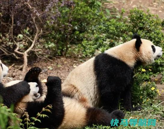 世界上最长寿的大熊猫，大熊猫佳佳活了38岁相当于