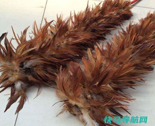十大鸡毛掸子品牌排行，茶花鸡毛掸子知名度高、妙洁鸡毛掸子深入人心