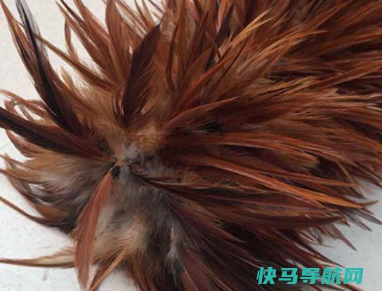 十大鸡毛掸子品牌排行，茶花鸡毛掸子知名度高、妙洁鸡毛掸子深入人心