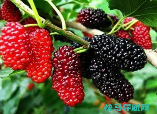 桑葚干有保质期吗？怎么判断桑葚干过没过期？