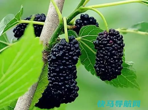 桑葚干有保质期吗？怎么判断桑葚干过没过期？