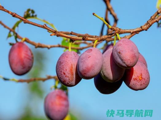 西梅里面有虫子怎么清除？西梅里面有虫子吃了会怎么样